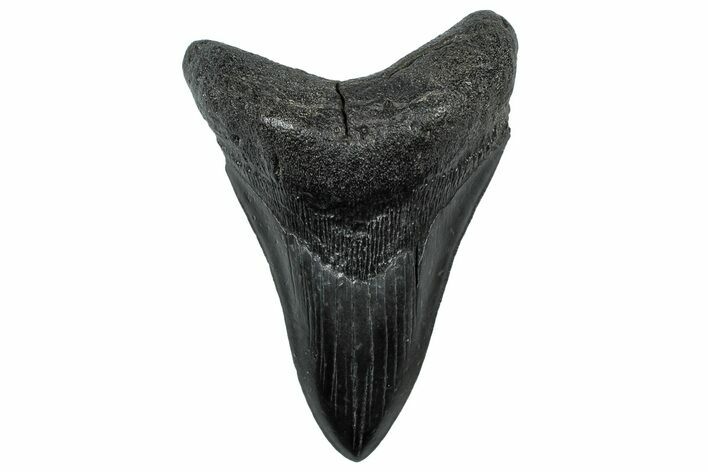 Serrated, Fossil Megalodon Tooth - South Carolina #299426